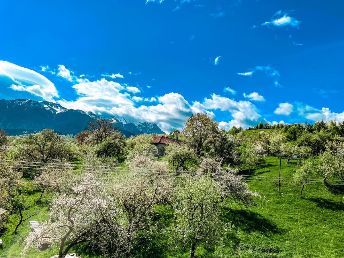 Transylvania Mountain View Cdi 布朗 外观 照片